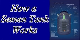 Quality Semen Tanks- How Tanks Work